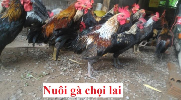 Nuôi gà chọi lai