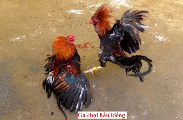 Gà đá hầu kiềng