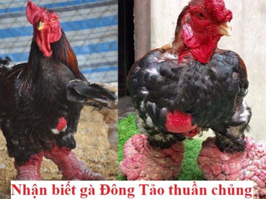 Gà đông tảo