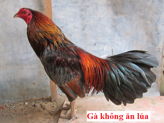 Gà không ăn lúa