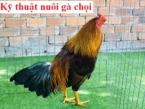 Kỹ thuật nuôi gà