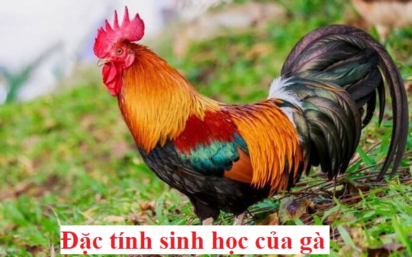 Đặc tính sinh học của gà