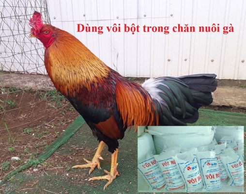 dùng vôi bột