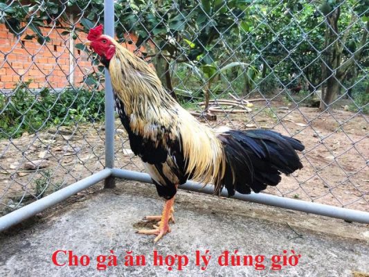 Gà ăn hợp lý