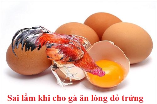 Gà lòng đỏ