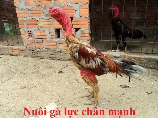 Gà đá chân mạnh