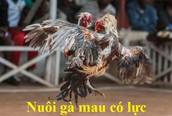 Nuôi gà mau có lực