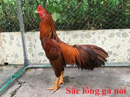 Sắc lông gà nòi