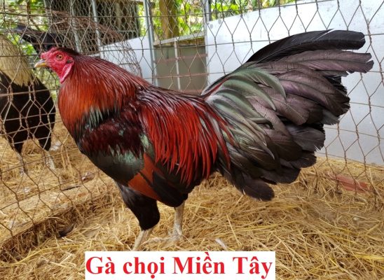 gà đá miền tây