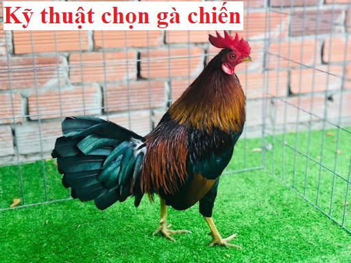 Chọn gà chiến