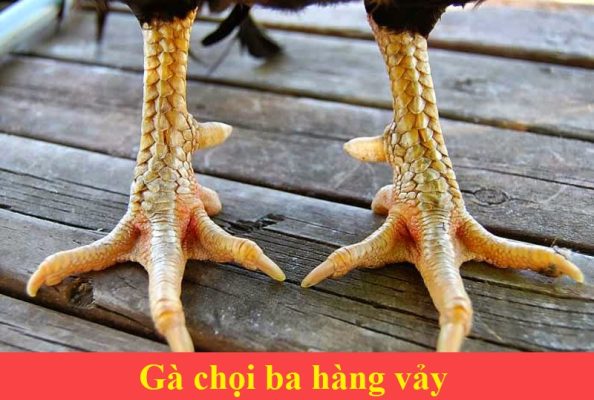 Gà 3 hàng vảy