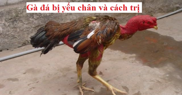 Gà đá bị yếu chân