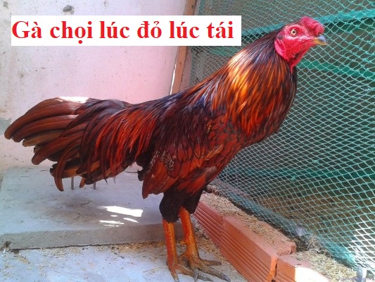 Gà lúc đỏ lúc tái