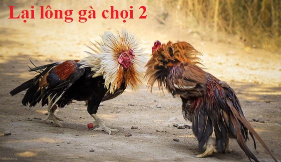 lại gà chọi lông 2