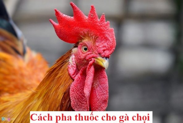 Pha thuốc cho gà