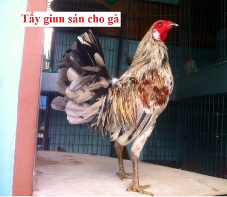 tẩy giun sán cho gà