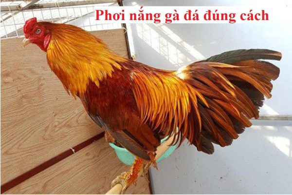 Phơi nắng cho gà đá