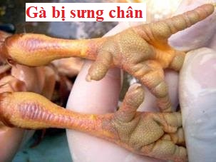 Gà sưng chân