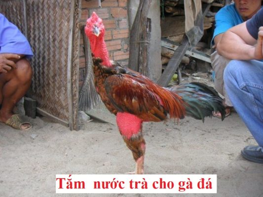 tắm trà cho gà