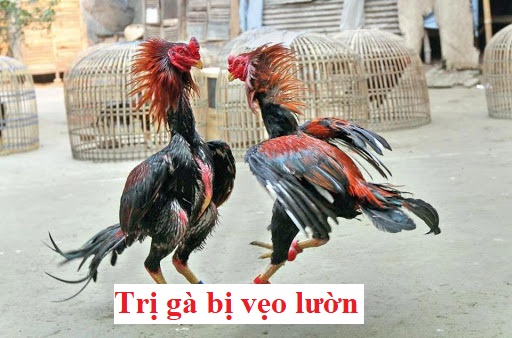 Trị gà bị vạo lườn