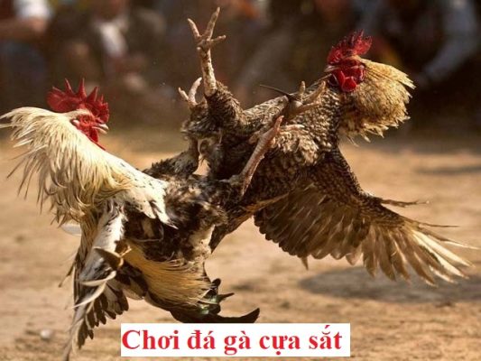 chơi đá gà cựa sắt