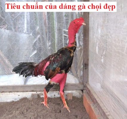 Dáng gà chọi đẹp