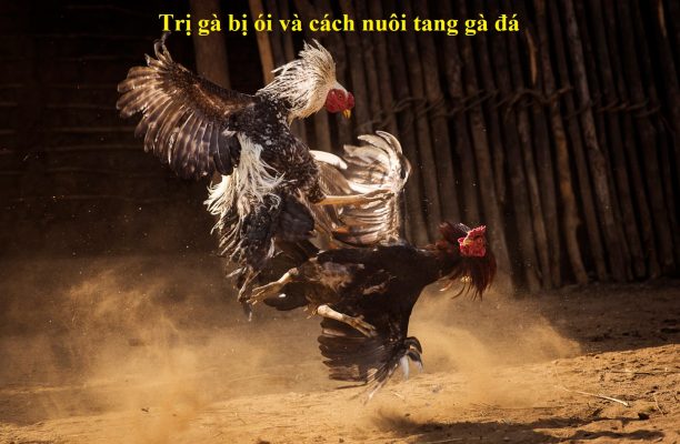 Gà bị ói