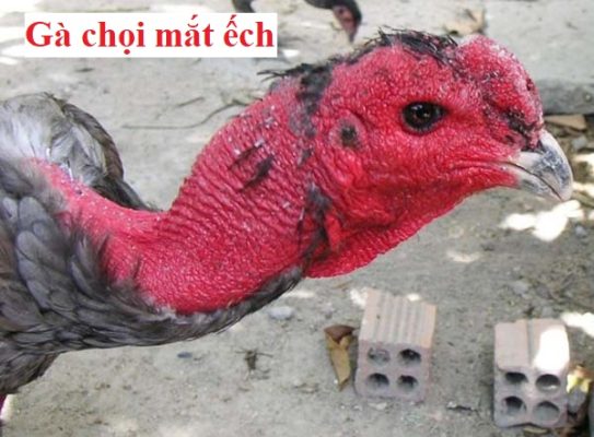 Gà chọi mắt ếch