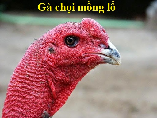 Gà mồng lổ