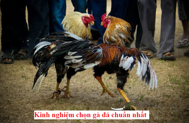 Kinh nghiệm chọn gà đá