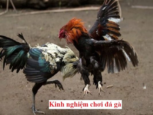 Kinh nghiệm đá gà