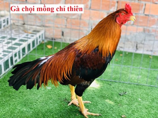 mồng gà chỉ thiên