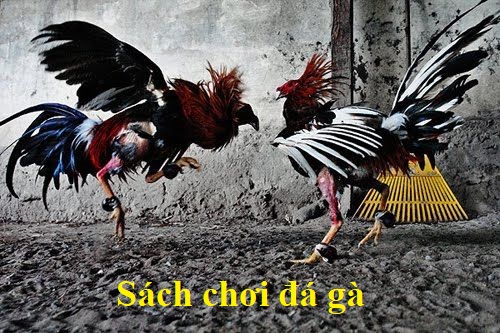 sách chơi đá gà