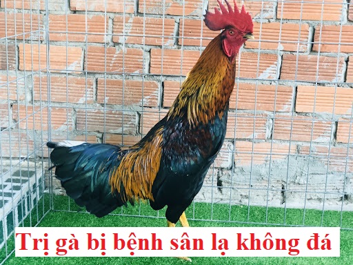 trị bệnh gà