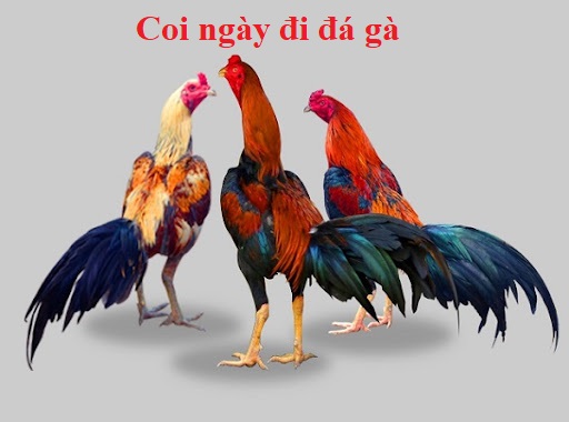 Xem ngày đá gà