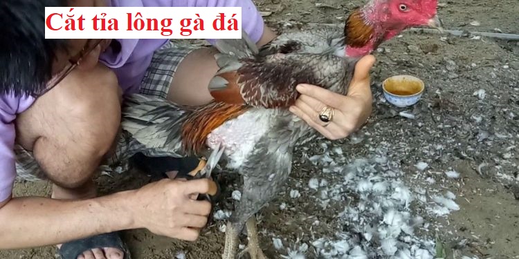 cắt tỉa lông gà