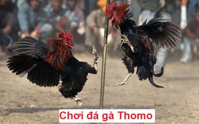 Chơi đá gà Thomo