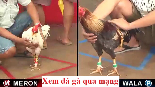 Đá gà qua mạng