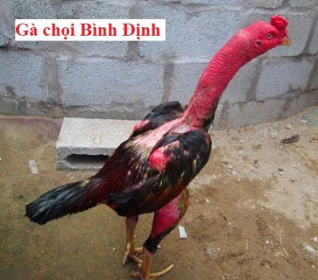 Gà chọi chiến Bình Định