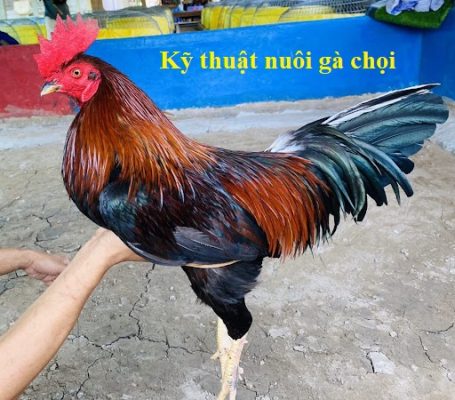 Kỹ thuật nuôi gà chọi