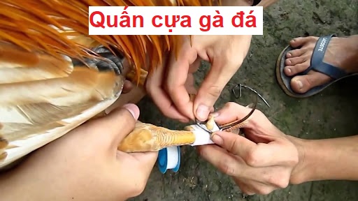 Cựa sắt cho gà đá