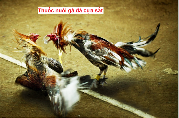 Thuốc nuôi gà đá