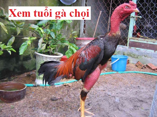 Xem tuổi gà chọi