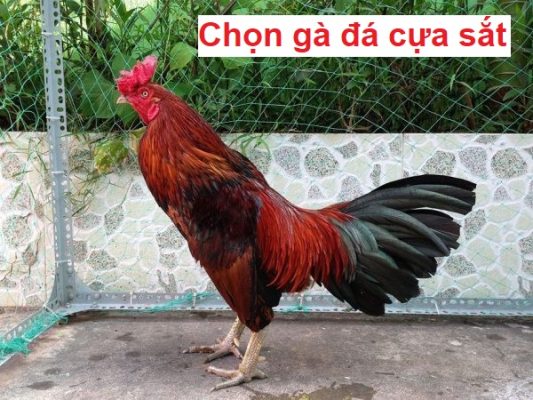 Chọn gà đá cựa sắt