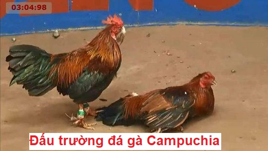 Đấu trường đá gà Campuchia