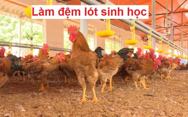 Làm đệm lót sinh học