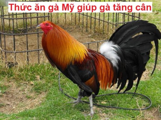 Thức ăn gà mỹ