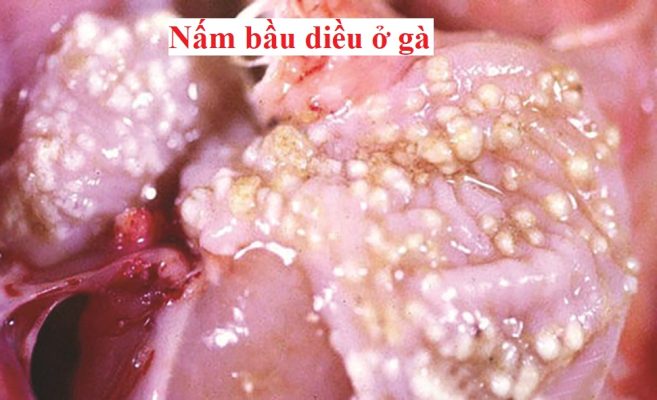 Nấm diều ở gà đá