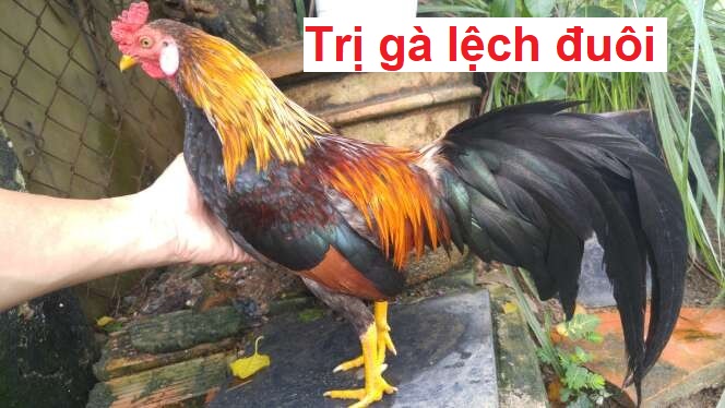 Gà bị lệch đuôi