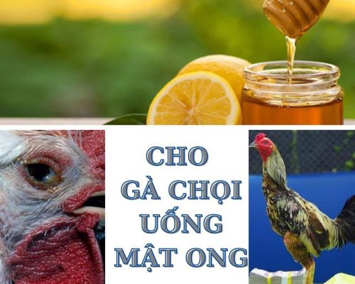 gà chọi uống mật ong